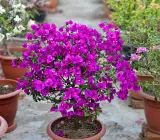 Refulgence Bougainvillea