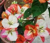 Golden Marble Bougainvillea