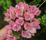 Lady Bard Bougainvillea