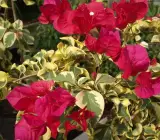 Rainbow Variegated Bougainvillea