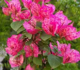 Kristina Bougainvillea