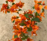 Fire Opal bougainvillea