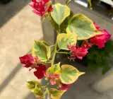 Red Wonder Bougainvillea