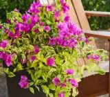 Golden Jackpot Bougainvillea