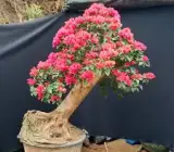 Silver Red Bougainvillea
