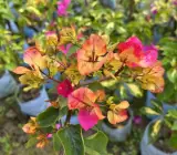 3 Star Bougainvillea