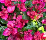 Kristina Bougainvillea