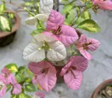 Thimma Peach Bougainvillea