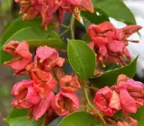 Old Rose Tanglong Bougainvillea