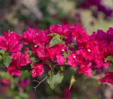 Egg Bougain Bougainvillea