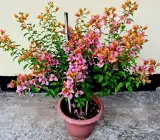 Hugh Evan Bougainvillea