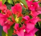 Red Wonder Bougainvillea