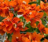 Fire Opal bougainvillea