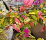 Thimma Peach Bougainvillea
