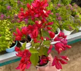 Chinese Sleeping Beauty Bougainvillea