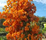 Fire Opal bougainvillea