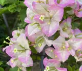 Begum Sikander Bougainvillea