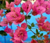 Lady Bard Bougainvillea