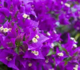 Refulgence Bougainvillea