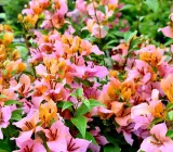 Hugh Evan Bougainvillea