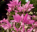 Spider Bougainvillea