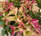 3 Star Bougainvillea