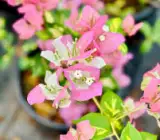 Thimma Peach Bougainvillea