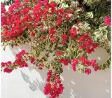 Rainbow Variegated Bougainvillea