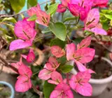 Lady Bard Bougainvillea