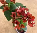 Chocolate Brown bougainvillea