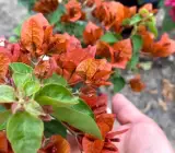 Chocolate Brown bougainvillea