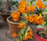Chili Yellow Bougainvillea