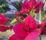 Duck Feet Lipstick Bougainvillea