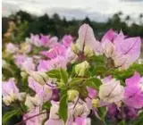 Chili Ice Cream Bougainvillea