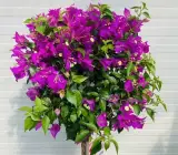 Violet September Bougainvillea