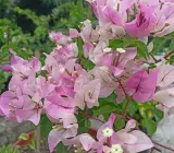Chili Ice Cream Bougainvillea