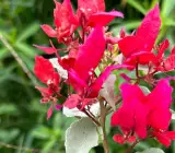 Silver Red Bougainvillea