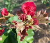 Duck Feet Lipstick Bougainvillea