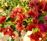 Chocolate Brown bougainvillea