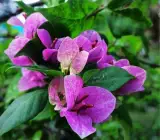 Violet September Bougainvillea