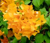 Chili Yellow Bougainvillea