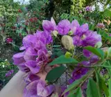 Violet September Bougainvillea