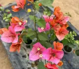 Duck Feet Lipstick Bougainvillea