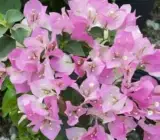Thai Delight Bougainvillea