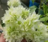 Dania White Bougainvillea