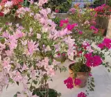 Splash Butterfly Bougainvillea