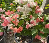 Maharani Bougainvillea Flower Plant