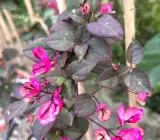 BLACK MARIA Bougainvillea Flowers plant