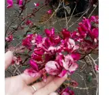 BLACK MARIA Bougainvillea Flowers plant