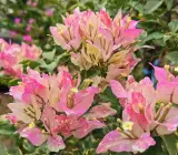 Splash Butterfly Bougainvillea